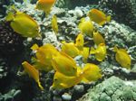 Snorkeling at Cpt Cook Monument
